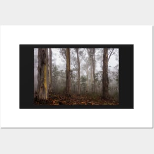 Eucalypt forest in fog, Victorian High Country, Australia Posters and Art